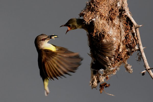 SATSANGI PHOTOGRAPHY