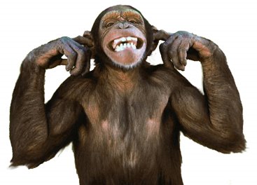 [ChimpNoEvil.jpg]