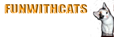 Kitten Wallpaper
