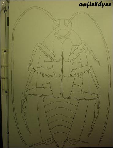 [cockroach.JPG]