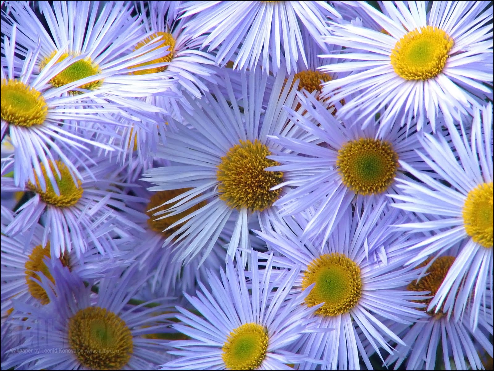 Free Flower Desktop Wallpaper