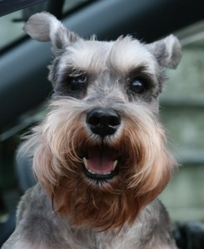 [JoJo_Schnauzer.jpg]