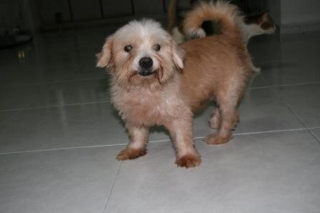 [terrier+cross.JPG]