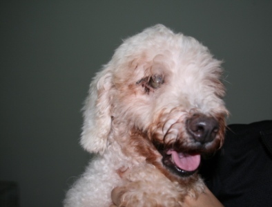 [blind+poodle.JPG]