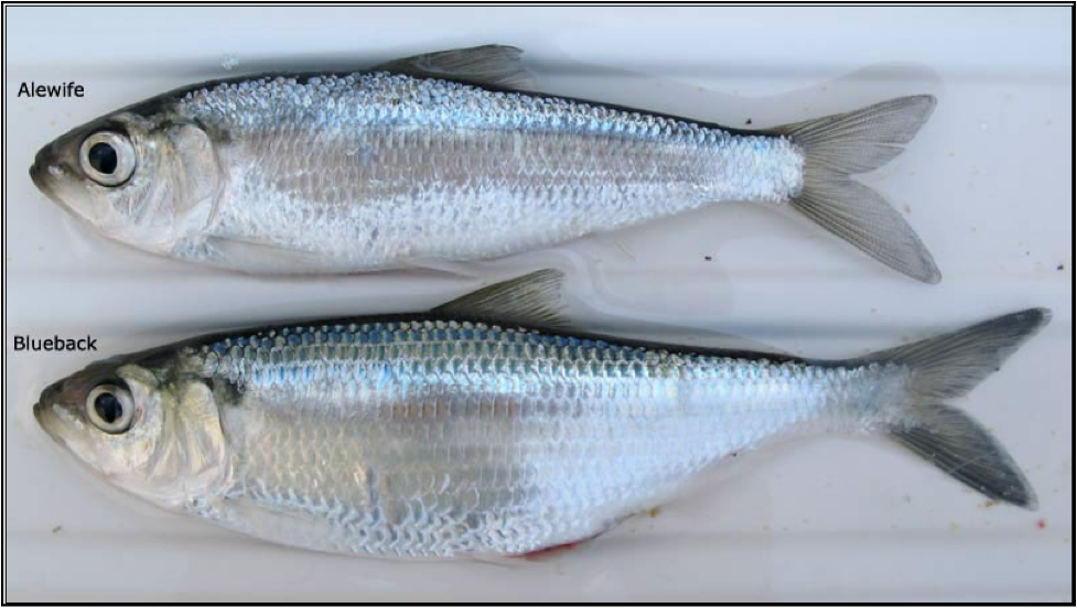 Fishing with Big E August 2010