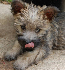 Cairn Terrier Puppy (Bubba my other puppy)