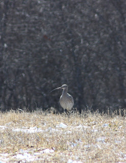 kauniita mustat porno