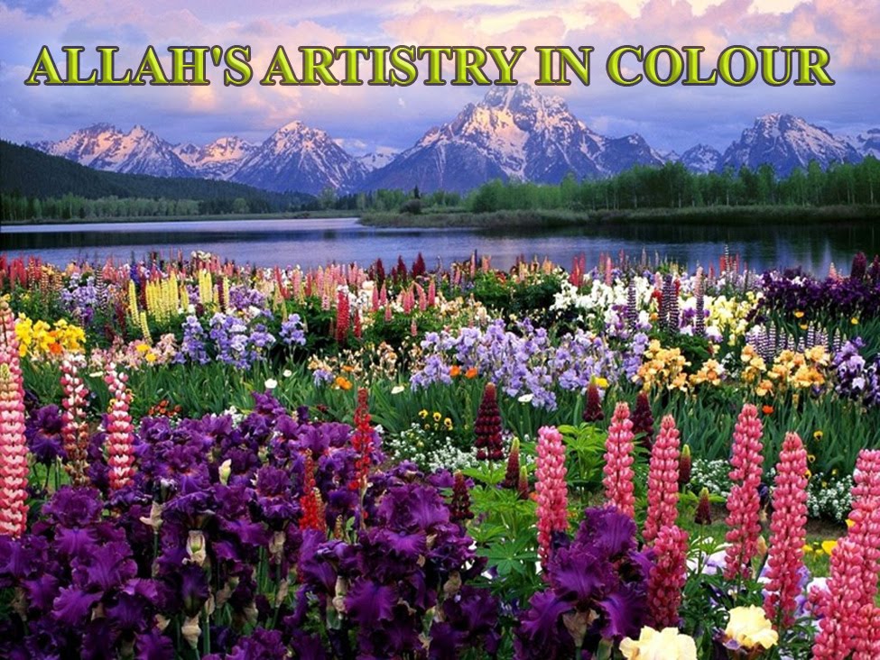 ALLAH'S ARTISTRY IN COLOUR