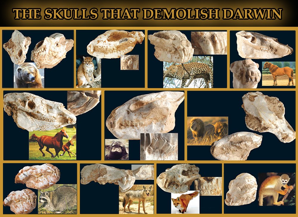 THE SKULLS THAT DEMOLISH DARWIN