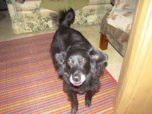 Erin, a 30 pound black dog