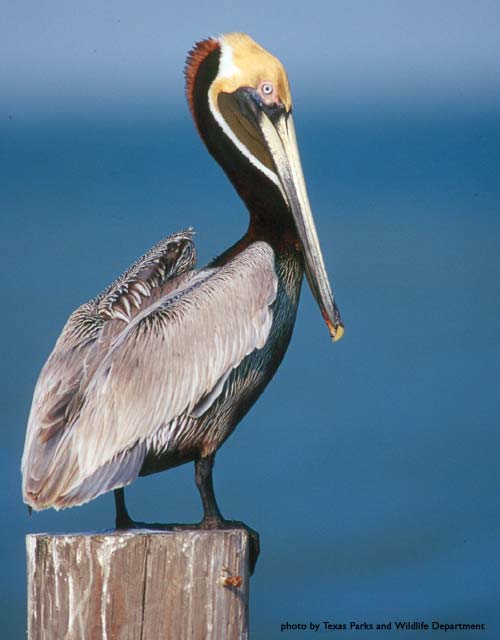 Xavier University Louisiana >> Where in the world is Sidney?: The Noble Pelican Xavier University Louisiana >> Where in the world is Sidney?: The Noble Pelican
