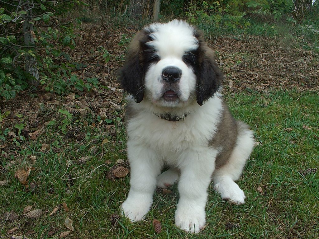 Saint Bernard Everything Best Dogs