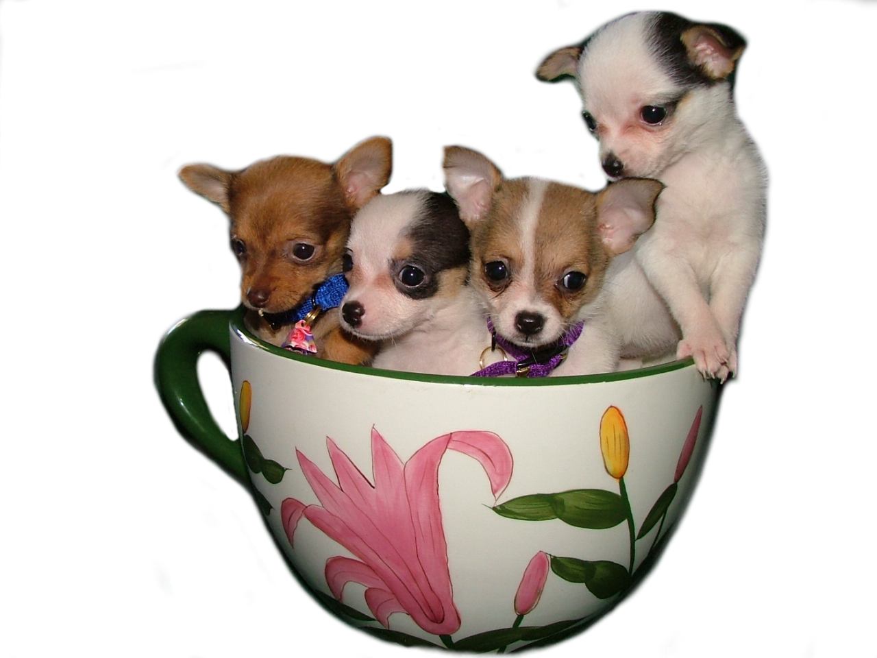 Dogs cup