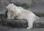 Save Our Polar Bears