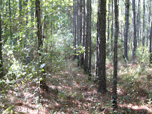 Our property in Georgia