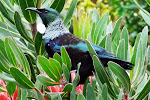 Tui