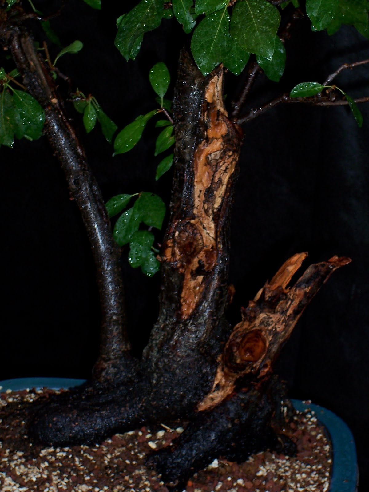 bonsaibp's bonsai blog Chokecherry deadwood sculpting part 1