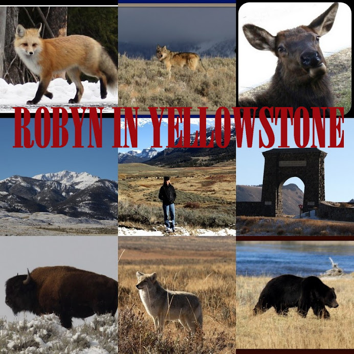 Robyn In Yellowstone