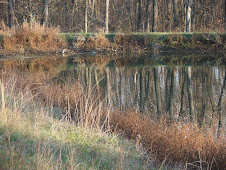 Pond in Autumn