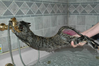 kitty bath