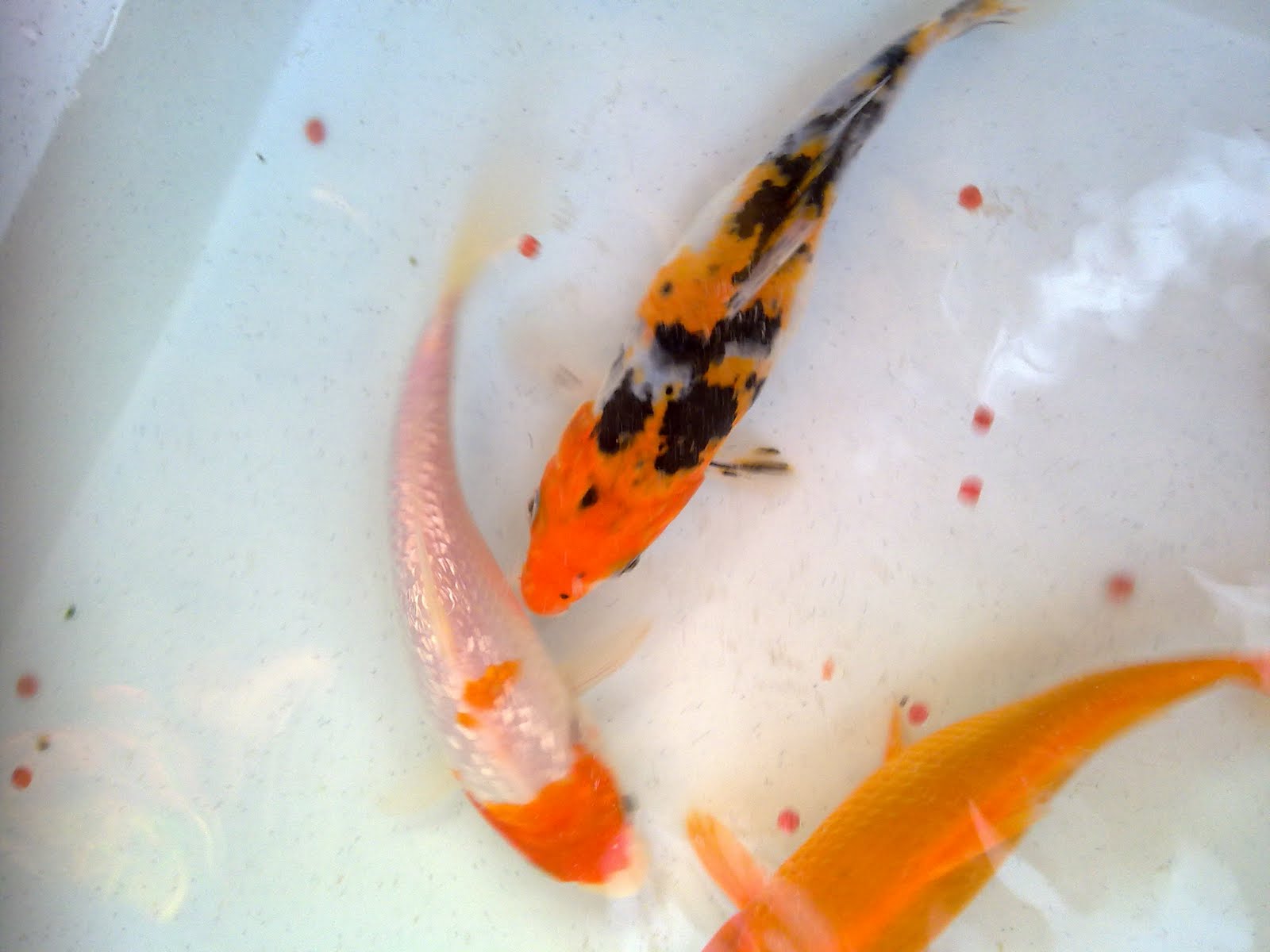 Terpopuler 36+ Kolam Koi Ikan Hiasan, Warna Keramik