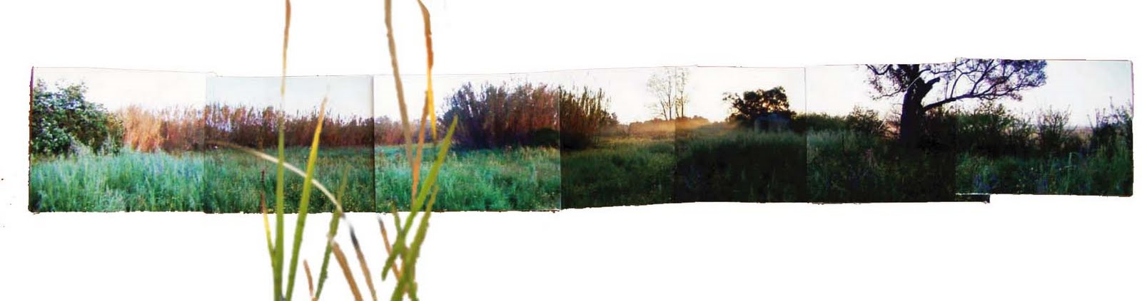[permaculture-reeds.jpg]