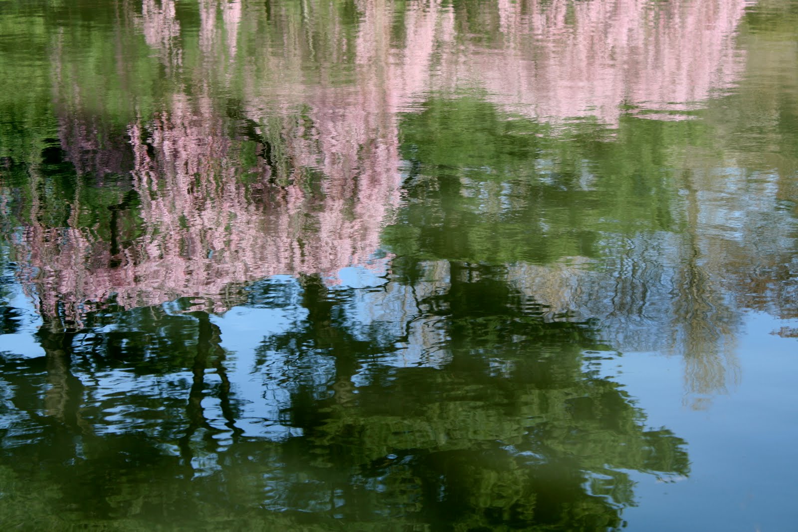 Garden Bytes from the Big Apple: REFLECTIONS ON CHERRY TREES