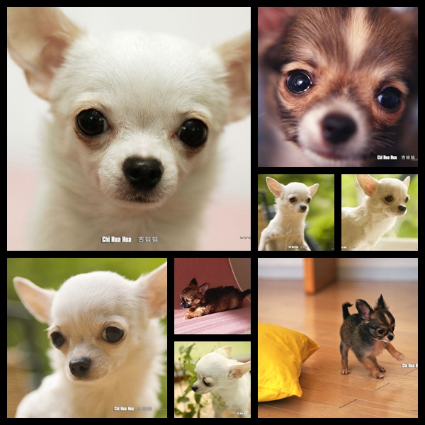 wallpapers dogs. makeup Cats, Dogs Wallpapers