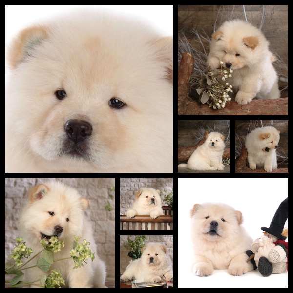 puppies and dogs wallpapers. sale puppies,this Dogs,