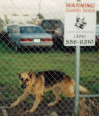 [guarddog2.jpg]