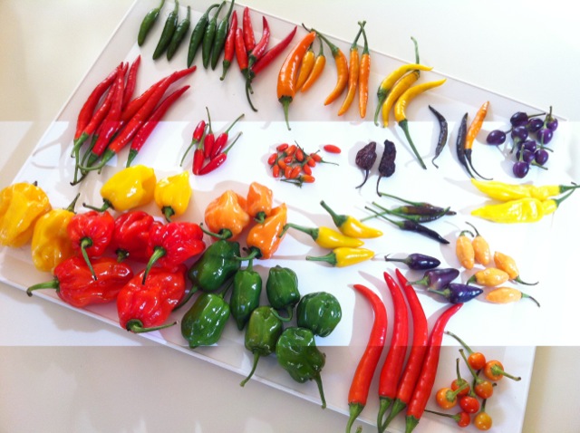chili ment a szemembe