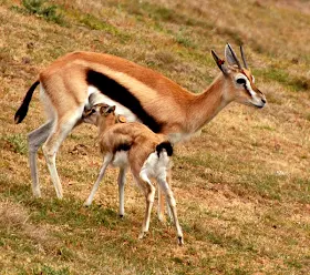 videos of deers stills