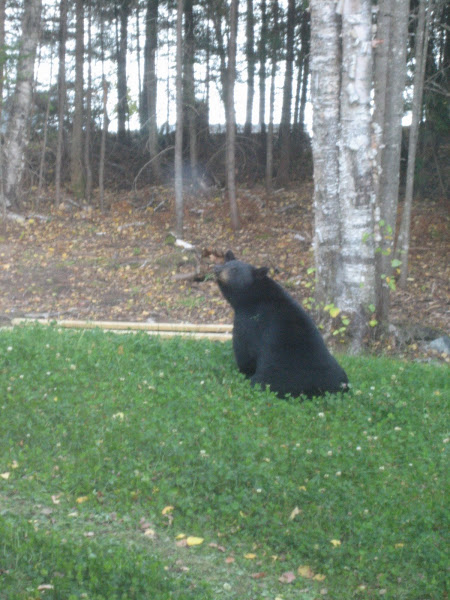 Maine Black Bear