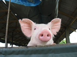 Own a Pig Farm
