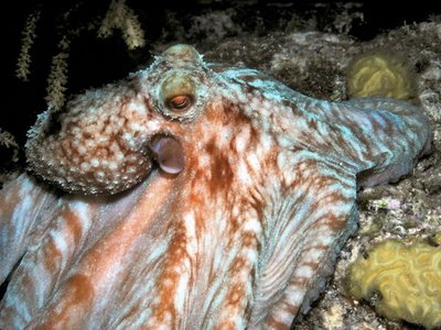 [Wonderful_Undersea_2.jpg]