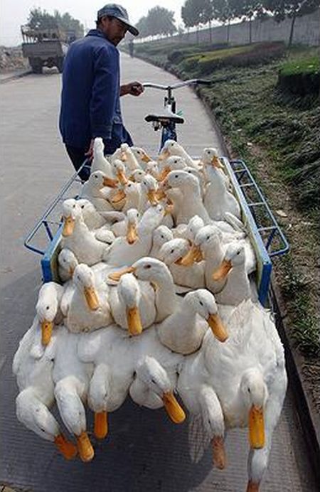 [exotic_way_of_delivering_things_04.jpg]