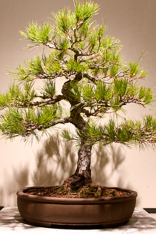 Derek Brad Photography Bonsai Longwood Gardens