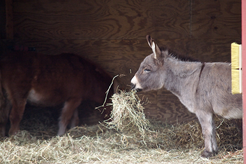 Derek Brad Photography: Farm Animals : Philadelphia Zoo