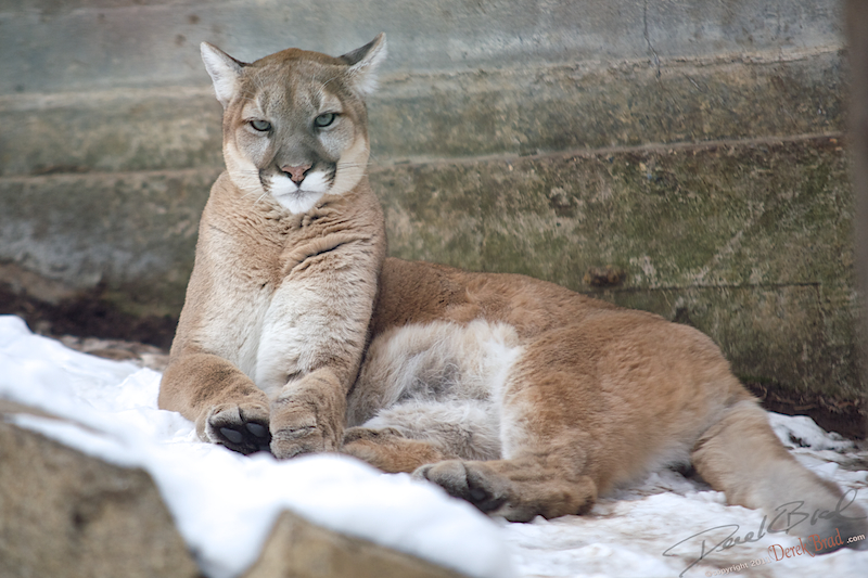 Derek Brad Photography Big Cats Philadelphia Zoo