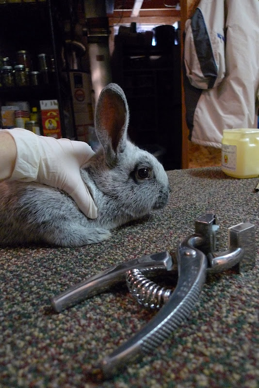 Tattooing Rabbit Ears - Backwoods Mama