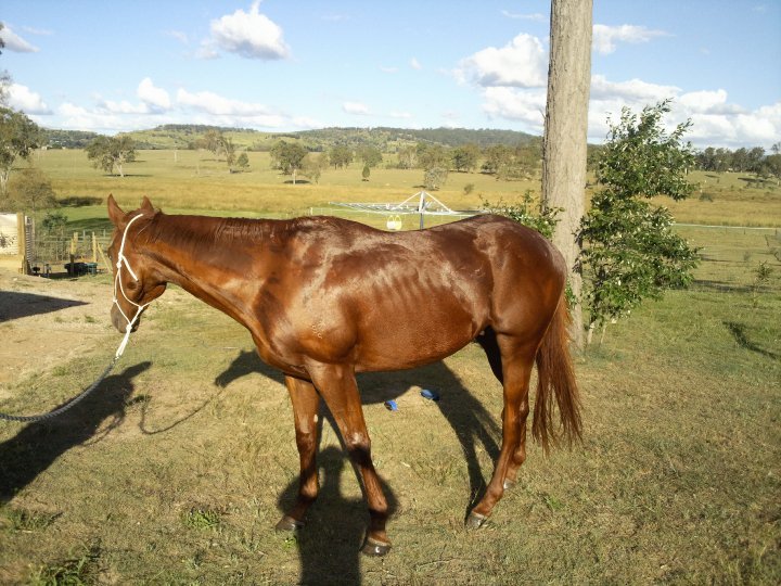 Save a Horse Australia Horse Rescue and Sanctuary FREE TO GOOD HOME'S