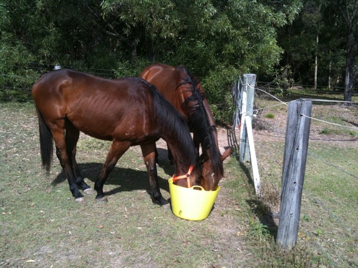 Save a Horse Australia Horse Rescue and Sanctuary: RE-HOMED ♥