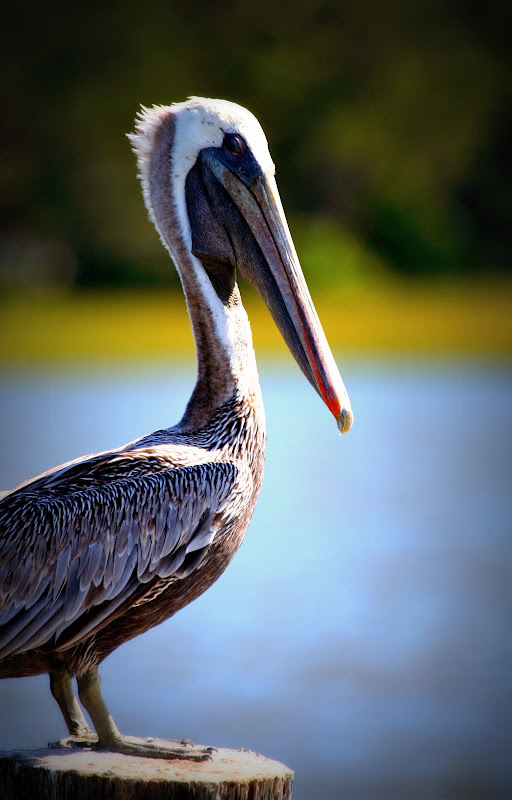 [brownpelican.jpg]