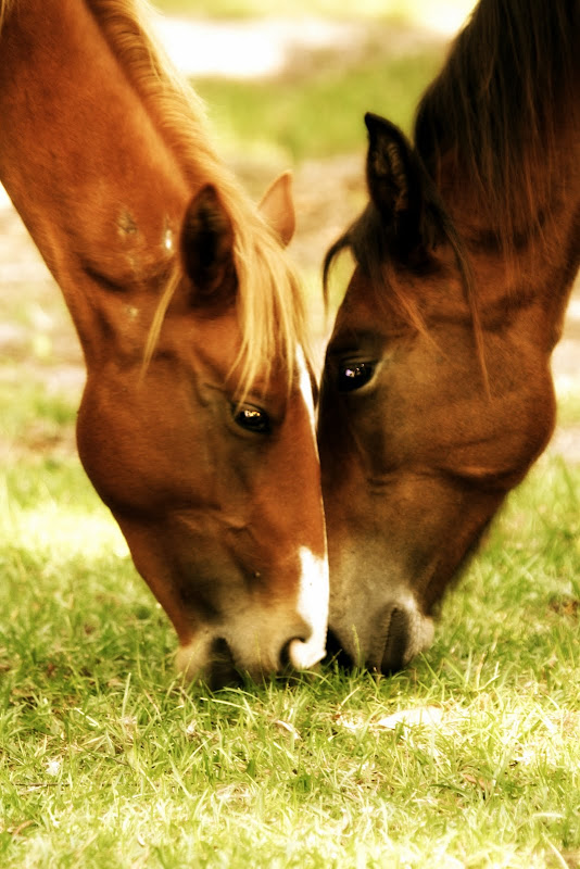 [cumberlandhorses.jpg]