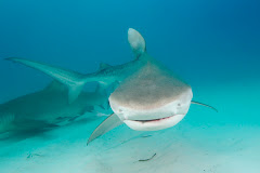 Tiger Shark