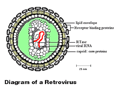 example of a retrovirus infection