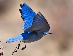 rainbow bluebirds fly birds somewhere google mountain bird