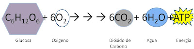 Resultado de imagen de reaccion respiraciÃ³n celular