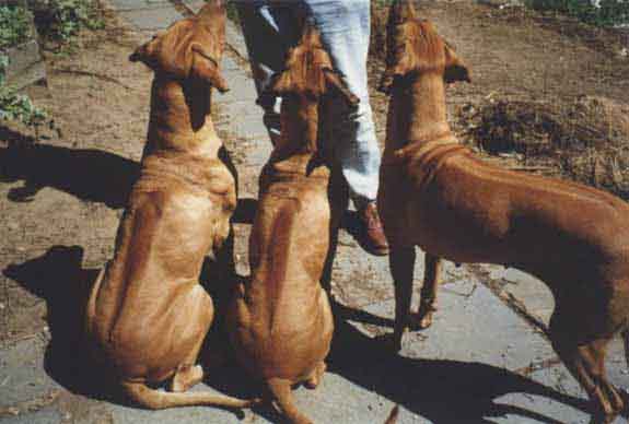 Rodrigues Ridgeback Amigo Canino: Rhodesian Ridgeback dá à luz 17 filhotes; você conhece ...