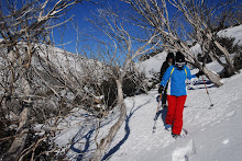 Snowgums